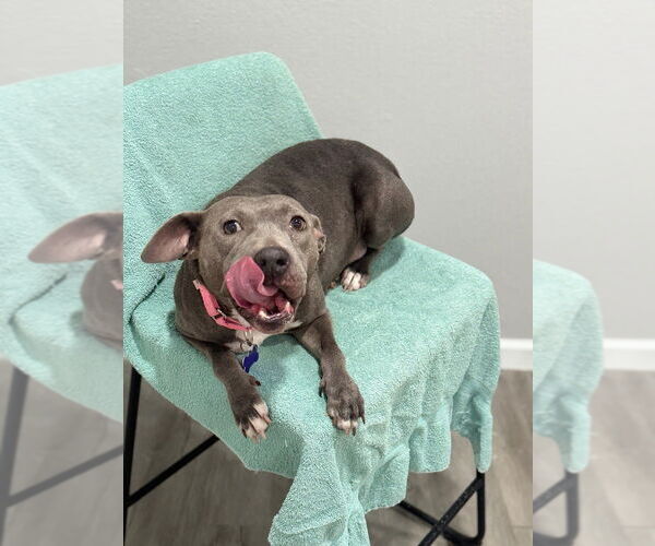 Medium Photo #2 American Pit Bull Terrier Puppy For Sale in Oak Bluffs, MA, USA
