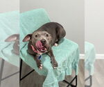 Small #1 American Pit Bull Terrier
