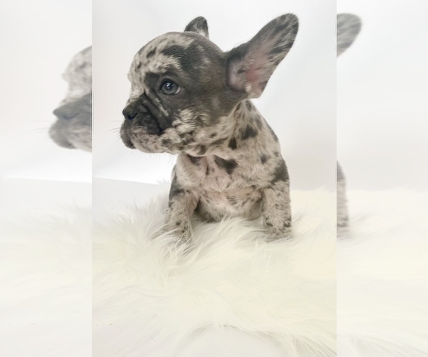 Medium Photo #5 French Bulldog Puppy For Sale in NEW MILFORD, CT, USA