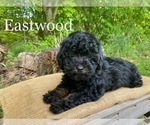 Small Photo #1 Cockapoo Puppy For Sale in DUNDEE, OH, USA