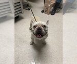 Small French Bulldog
