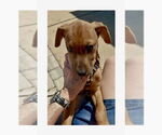 Small #3 Redbone Coonhound Mix