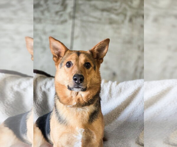 Medium Photo #9 Mutt Puppy For Sale in Sandy, UT, USA