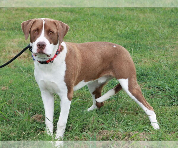 Medium Photo #2 Saint Bernard-Unknown Mix Puppy For Sale in Cookeville, TN, USA