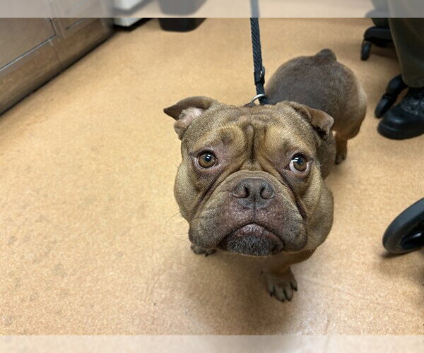 Medium Photo #1 Bulldog-Unknown Mix Puppy For Sale in Martinez, CA, USA