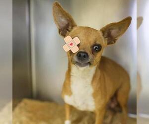 Chihuahua-Unknown Mix Dogs for adoption in San Antonio, TX, USA