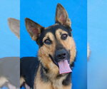 BLACKIE - Male German Shepherd Dog Dog for Adoption - Small photo