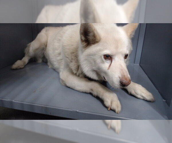 Medium Photo #1 Siberian Husky-Unknown Mix Puppy For Sale in Downey, CA, USA