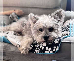 Mutt Dogs for adoption in Mount Pleasant, SC, USA