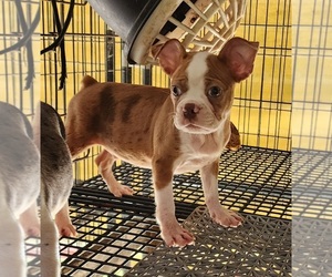 Faux Frenchbo Bulldog Puppy for Sale in VIDALIA, Georgia USA
