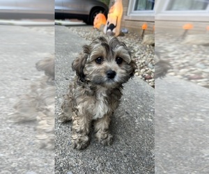 Cock-A-Poo Puppy for sale in INDIANAPOLIS, IN, USA