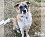 Small Anatolian Shepherd Mix