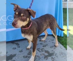 Mutt Dogs for adoption in Long Beach, CA, USA