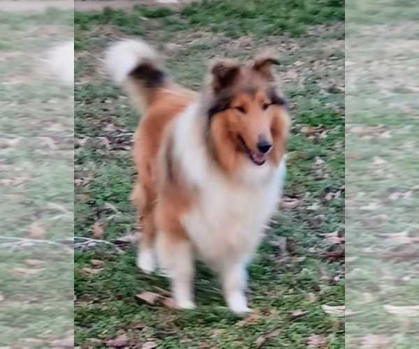 Medium Photo #1 Collie Puppy For Sale in CHARLOTTE, NC, USA