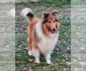 Father of the Collie puppies born on 12/23/2024