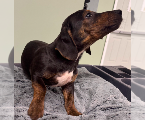 Medium Photo #2 Mutt Puppy For Sale in Decatur, GA, USA