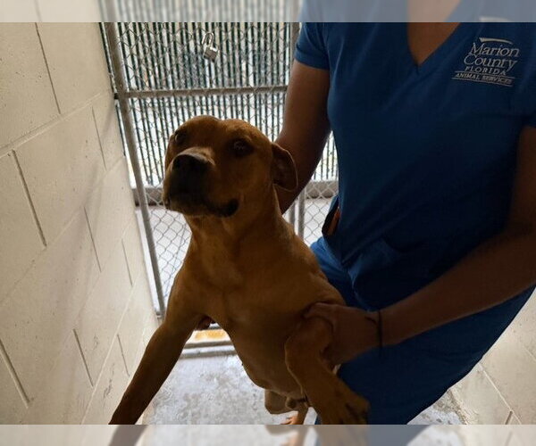 Medium Photo #1 American Pit Bull Terrier Puppy For Sale in Ocala, FL, USA