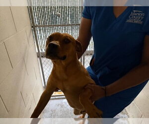 American Pit Bull Terrier Dogs for adoption in Ocala, FL, USA