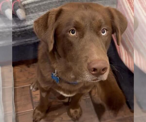 Medium Photo #10 Labrador Retriever-Unknown Mix Puppy For Sale in San Diego, CA, USA