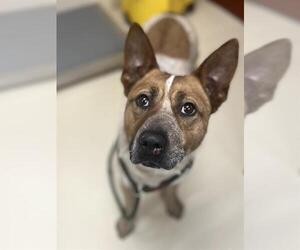 Mutt Dogs for adoption in Center Township, PA, USA