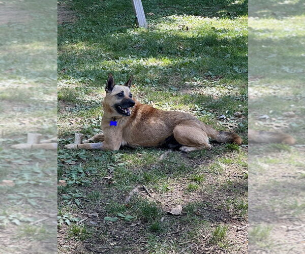 Medium Photo #4 Mutt Puppy For Sale in Springdale, PA, USA
