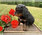 Small #8 Miniature Bernedoodle