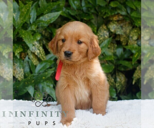 Medium Photo #4 Golden Retriever Puppy For Sale in NEW HOLLAND, PA, USA