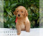 Small #3 Golden Retriever