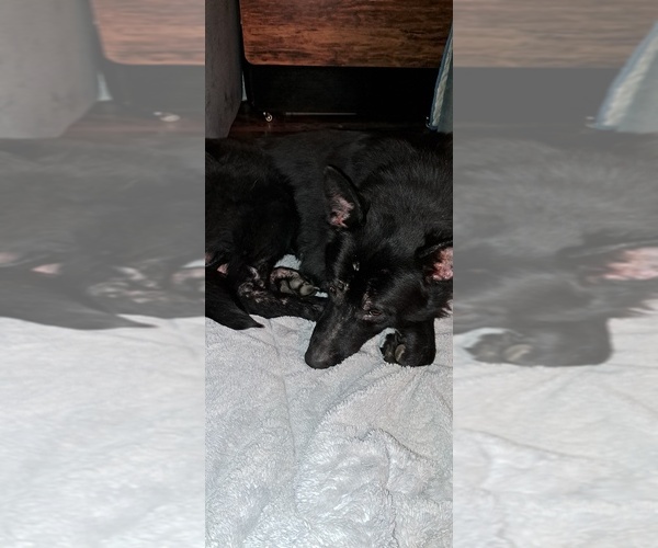 Medium Photo #1 German Shepherd Dog Puppy For Sale in SHORTSVILLE, NY, USA