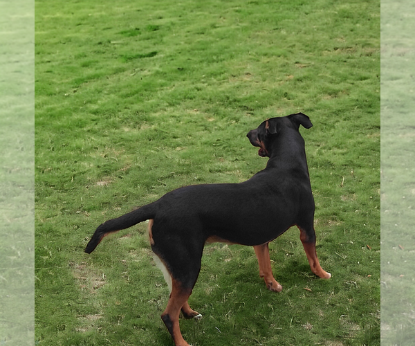 Medium Photo #2 Beauceron-Unknown Mix Puppy For Sale in Orange Grove, TX, USA