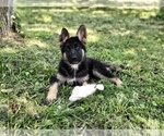 Small Photo #4 German Shepherd Dog Puppy For Sale in HOUSTON, TX, USA