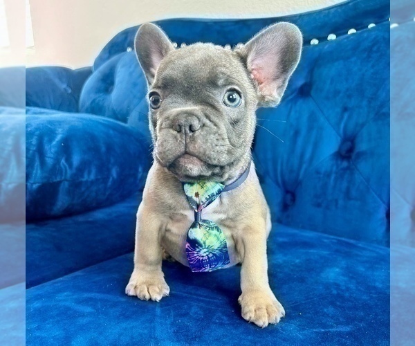 Medium Photo #4 French Bulldog Puppy For Sale in BAKERSFIELD, CA, USA