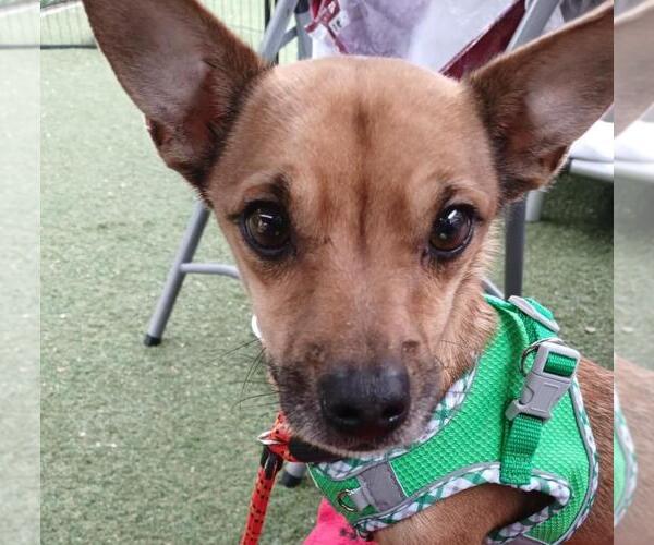 Medium Photo #1 Chihuahua-Unknown Mix Puppy For Sale in Woodland, CA, USA