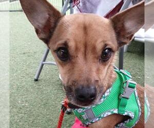 Chihuahua-Unknown Mix Dogs for adoption in Woodland, CA, USA