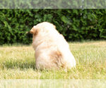Small Photo #28 Chow Chow Puppy For Sale in NAPPANEE, IN, USA