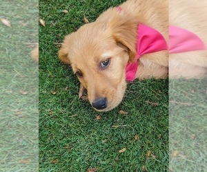 Golden Retriever Puppy for Sale in ARVADA, Colorado USA