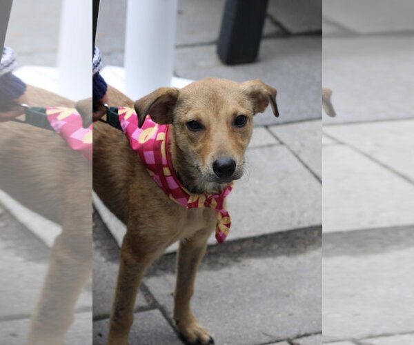 Medium Photo #14 Jack Russell Terrier-Unknown Mix Puppy For Sale in Oakhurst, NJ, USA