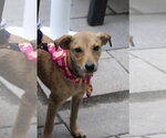 Small Photo #14 Jack Russell Terrier-Unknown Mix Puppy For Sale in Oakhurst, NJ, USA