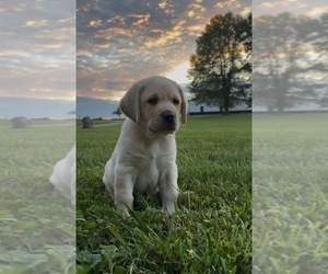 Labrador Retriever Puppy for sale in BLANCHESTER, OH, USA