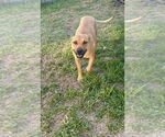 Small #1 American Staffordshire Terrier Mix