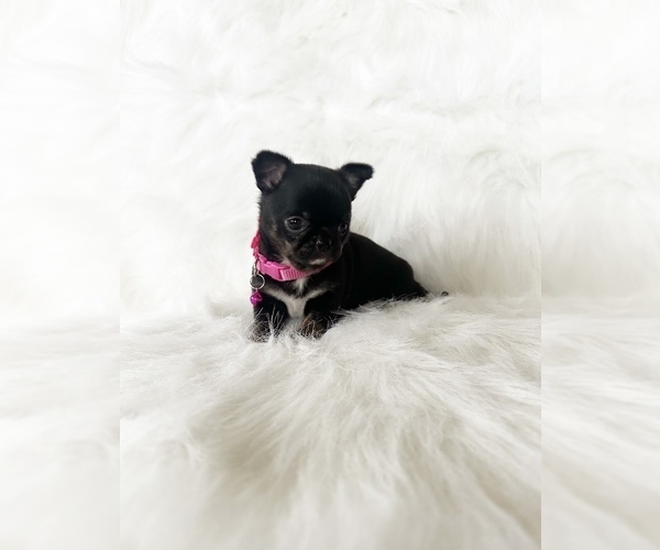 Medium Photo #5 Chihuahua Puppy For Sale in SACRAMENTO, CA, USA