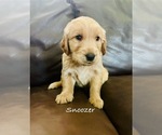 Puppy Snoozer Golden Retriever