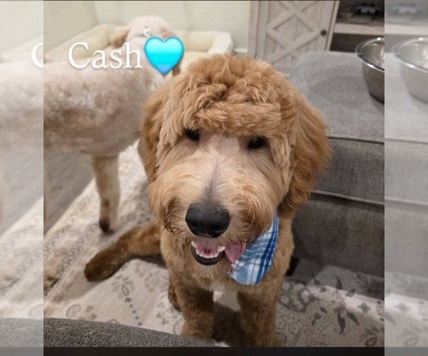 Medium Photo #1 Goldendoodle Puppy For Sale in TILLER, OR, USA
