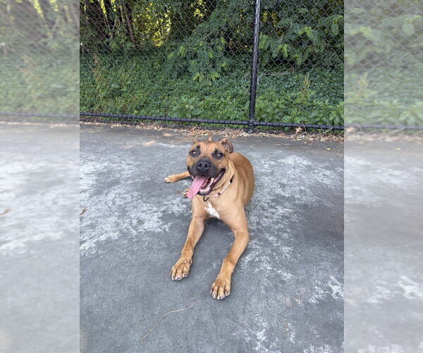 Medium Photo #3 Boxer-Unknown Mix Puppy For Sale in Boston, MA, USA