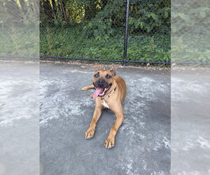 Ozzy Porter - Male Boxer-Unknown Mix Dog for Adoption - Photo #3