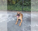 Small #2 Boxer Mix