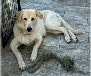 German Shepherd Dog Puppy for sale in SEBASTIAN, FL, USA