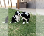 Small Photo #5 Sheepadoodle Puppy For Sale in CANYON, TX, USA