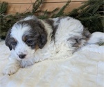 Small #1 Bernedoodle (Miniature)