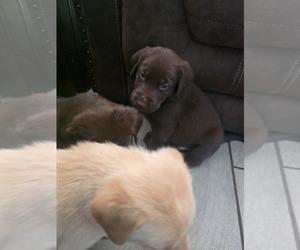 Labrador Retriever Litter for sale in SHELBYVILLE, IN, USA